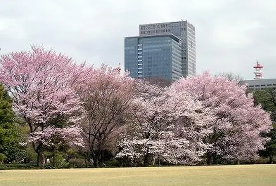 ソメイヨシノたけでなく様々な種類の桜花を楽しめます！