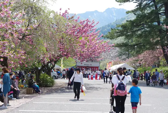 万本桜公園さくら祭り