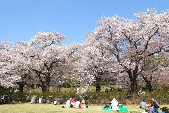 4月　桜ソメイヨシノ