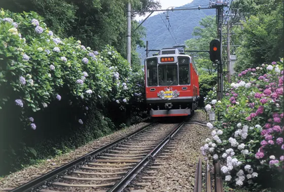 あじさい電車