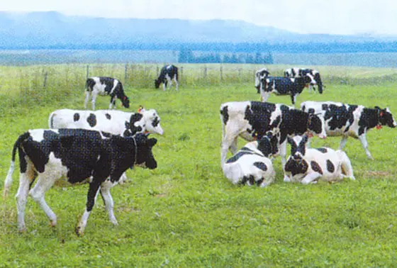 約800頭の牛が春から秋にかけて放牧されています。