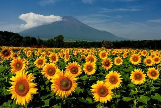 ひまわり畑からのぞむ夏の富士山