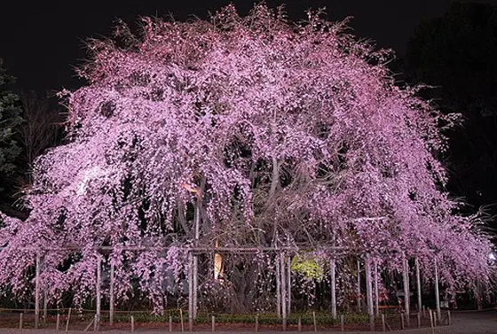 春も夜桜のライトアップ