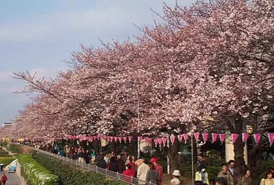 桜の名所・隅田公園