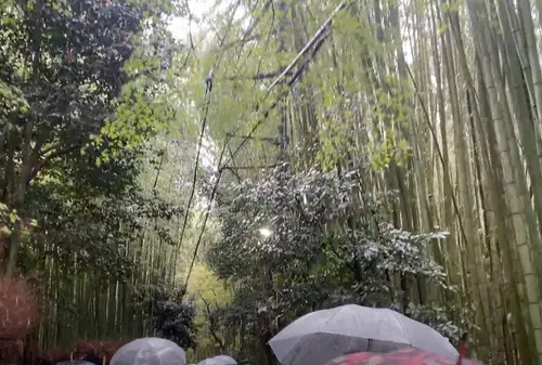 【京都】スイーツと春の景色を堪能するぶらり京都の旅🌸