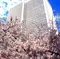 赤坂　桜坂でお花見　アークヒルズ桜まつり
