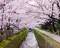 京都 大阪 満開の桜を楽しもう！