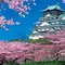 桜🌸の咲く城下町の旅