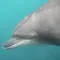 野生のイルカと一緒に泳ぐドルフィンスイム／利島