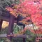 鷹峯光悦寺、源光庵を見て、紅葉の穴場鏡石通りを通り金閣寺、北野天満宮、千本釈迦堂へたどる欲張りコース