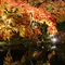 秋の夕暮れ鎌倉～江ノ島散策。
