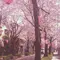 桜並木通りで美味しいお店をめぐるお散歩デート♡（西小山）