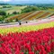 北海道　富良野、美瑛の花と絶景を楽しむ旅