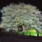 岡山県北部で桜スポット巡り♪
