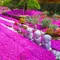 奈良県大和郡山市の四季折々の花木や芝桜約３５００株に囲まれた樹木葬がある明るい雰囲気のお寺