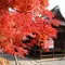 京都 紅葉の修学院を歩く大人旅