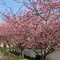熱海・函南の桜めぐり