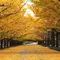 国営昭和記念公園の春の花と秋の紅葉