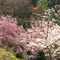 いろんな桜の品種がある桜華園と1000匹のこいのぼりと桜を観賞