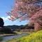 河津桜と菜の花のコントラストが美しい！「みなみの桜と菜の花まつり」