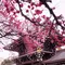 愛知県一宮市♪真清田神社祭礼と”古きよき時代の建物”を訪ねて…！