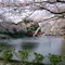 桜の時期は特にオススメ♪　小田原城周辺の散策を楽しもう！