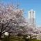 横浜 みなとみらい基点 桜お花見・散策スポット15巡り & テイクアウト店