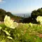 草花と香りのテーマパーク♡癒しのハーブガーデン♡神戸布引ハーブ園へ
