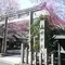 蔵前神社のミモザ&神社寺院の御朱印巡りと法話カフェ