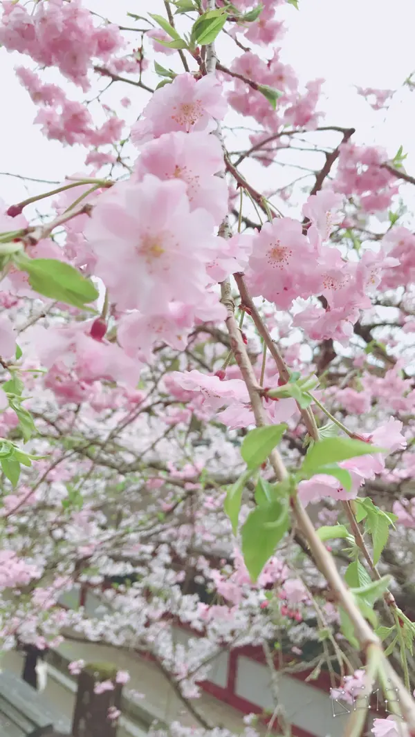 桜も素敵♩