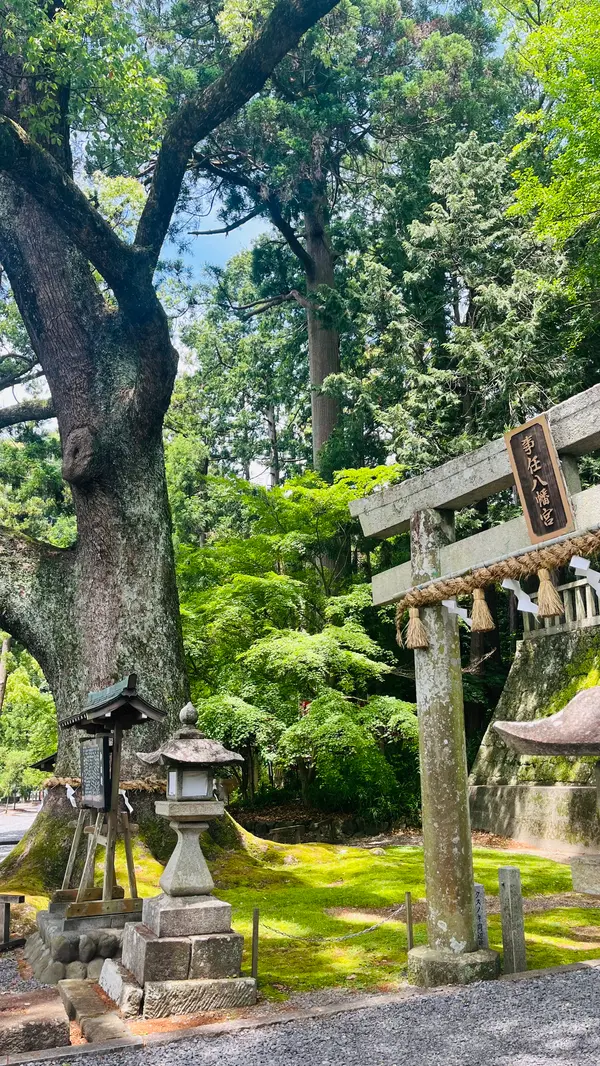御神木の楠。