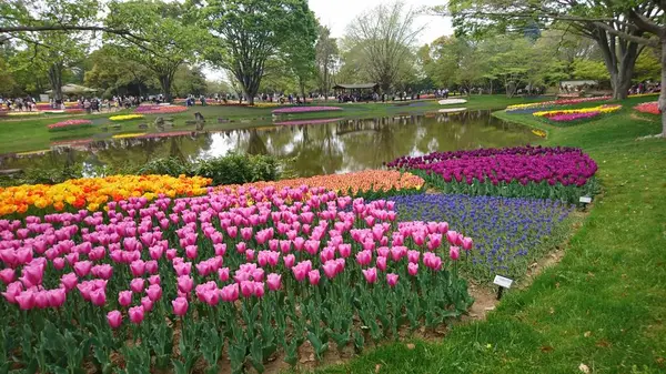 2019/4/21 国立昭和記念公園　FLOWER FESTIVAL2019