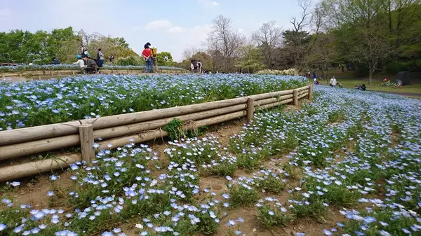 2019/4/21 国立昭和記念公園　FLOWER FESTIVAL2019