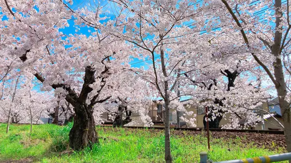 散り桜も風情あり