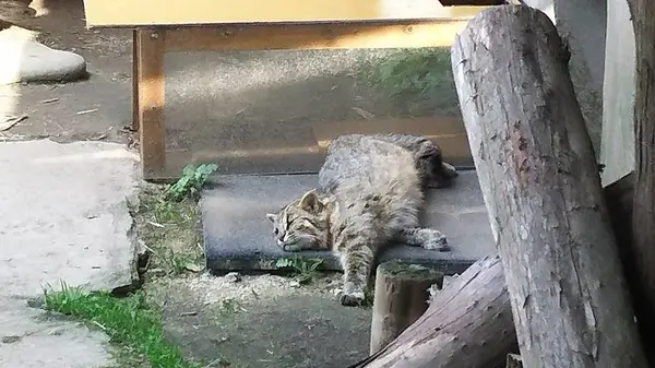 おくつろぎ中の福馬くん