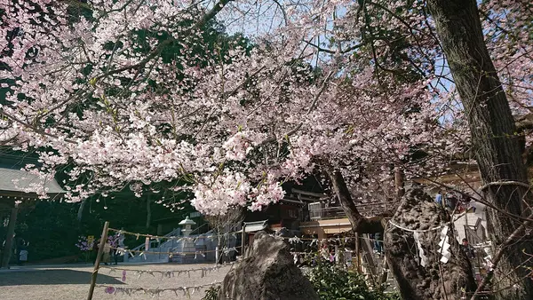 こちらが樹齢３００年のひがん桜