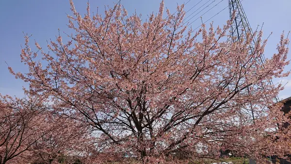 咲き誇る桜を見よ