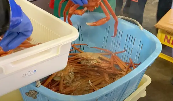 茹でられたカニ🦀