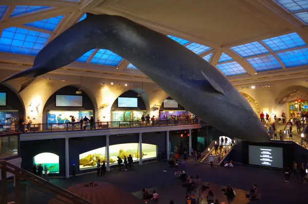 クジラ大きい！