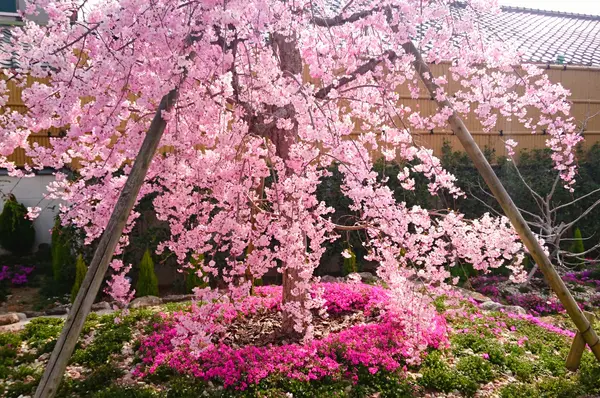 枝垂桜と芝桜