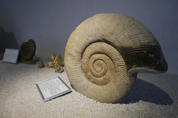 化石の展示があります