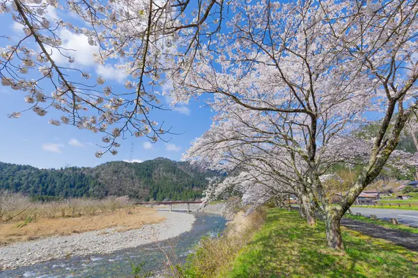 清流沿いに咲き誇る桜！ドライブやツーリングにもおすすめの「由良川」