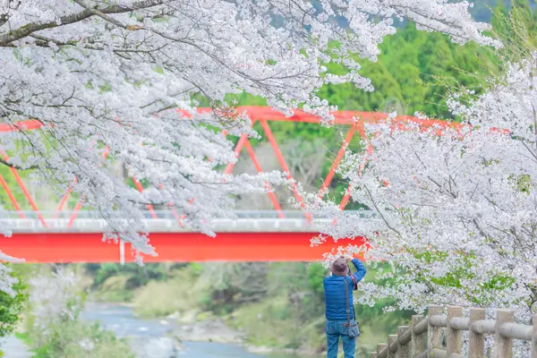 桜越しに架かる真っ赤な大橋