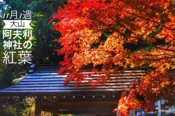 大山阿夫利神社の紅葉