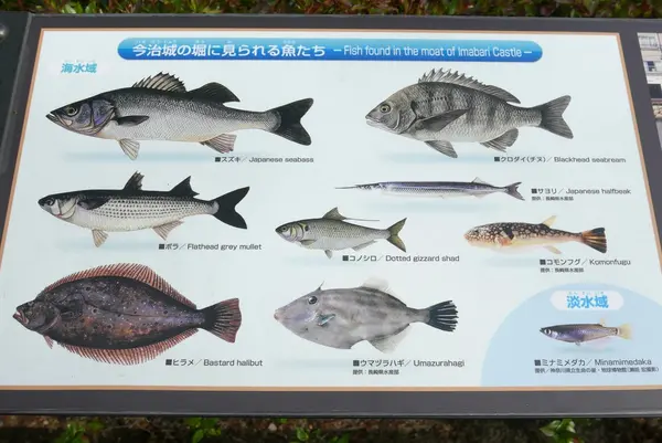 お堀で泳いでいる魚です