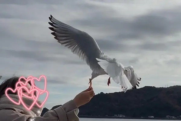 カモメの餌付け