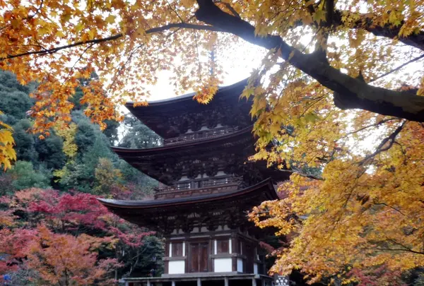 西明寺の写真・動画_image_104685