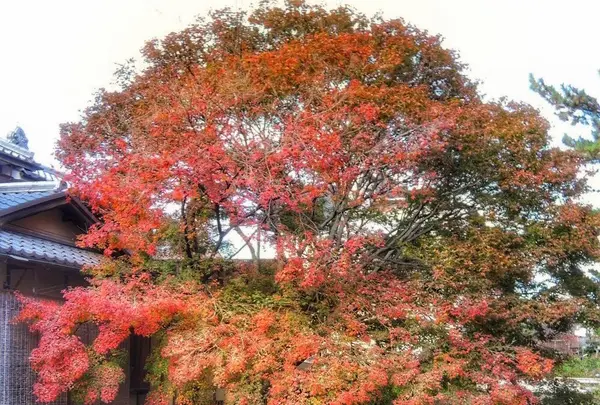 祇園白川の写真・動画_image_105132