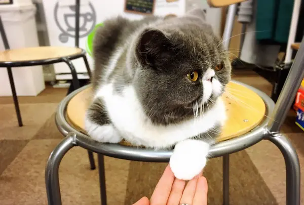 Cat Cafe ねころびの写真・動画_image_106593
