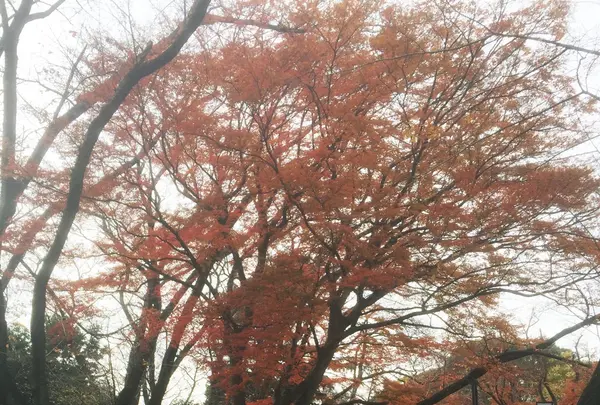 真間山弘法寺の写真・動画_image_106624